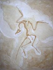 archaeopteryx lithographica