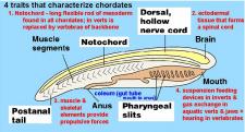 Chordate | Encyclopedia.com