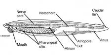 Cephalochordata | Encyclopedia.com