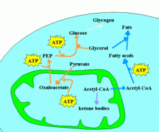 Photolysis | Encyclopedia.com