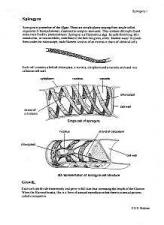 Spirogyra | Encyclopedia.com