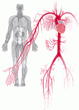 Vascular System | Encyclopedia.com