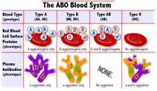 Multiple Alleles | Encyclopedia.com