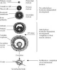 Oocyte | Encyclopedia.com