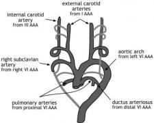 Systemic Arch | Encyclopedia.com