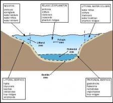 Benthic Zone | Encyclopedia.com