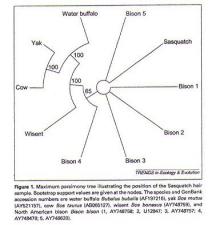 Hair Analysis | Encyclopedia.com