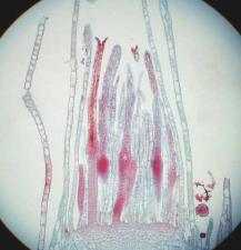 Archegonium | Encyclopedia.com