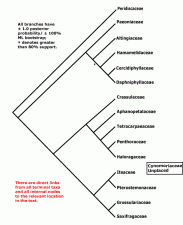 Hydathode | Encyclopedia.com