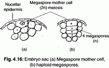 Nucellus | Encyclopedia.com