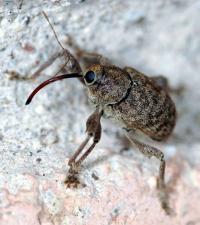 boll weevil encyclopedia