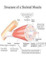 Skeletal Muscle | Encyclopedia.com