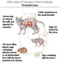 Roundworms | Encyclopedia.com