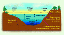 Littoral Zone | Encyclopedia.com